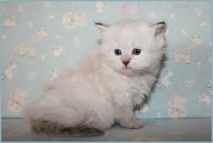 
Female Siberian Kitten from Deedlebug Siberians